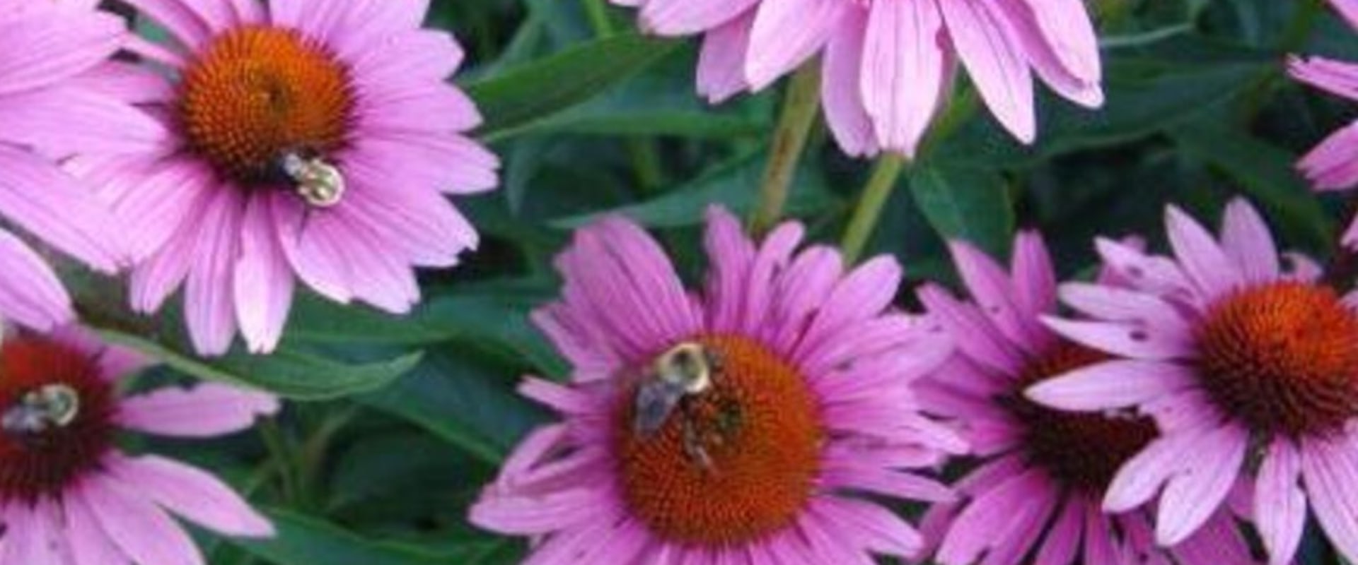 The Truth About Echinacea and Its Effects on the Immune System