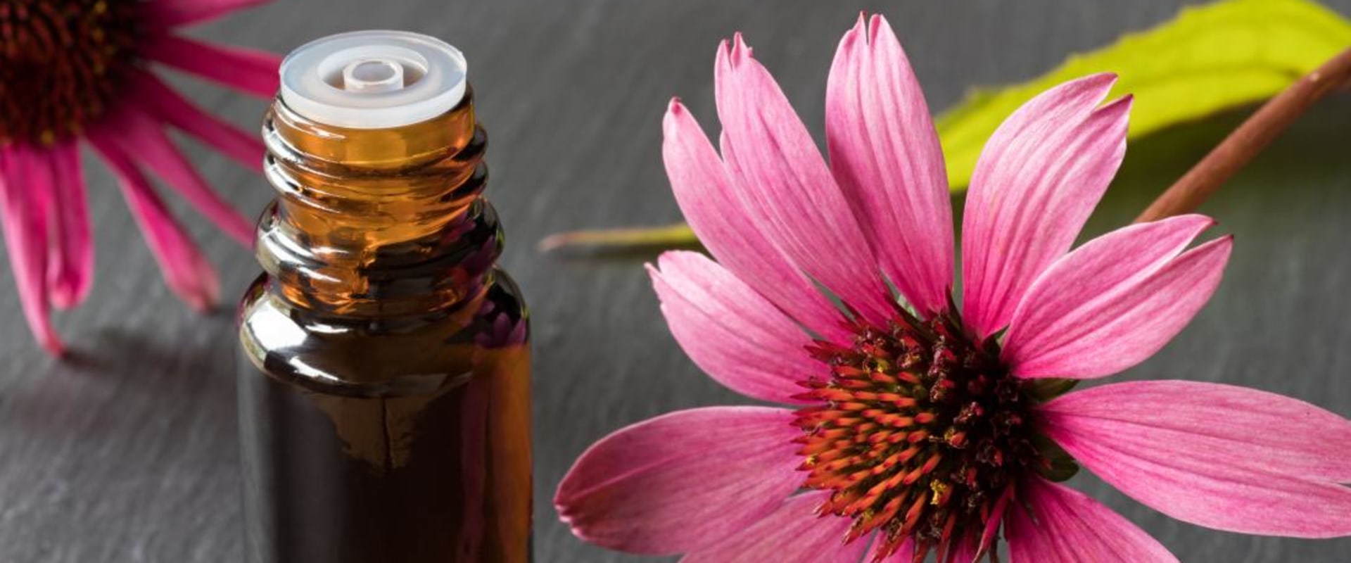 The Healing Power of Echinacea: A Natural Antibiotic