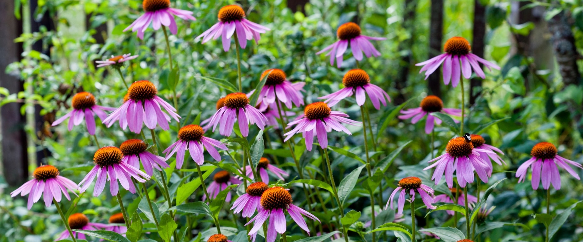 The Power of Echinacea: Separating Fact from Fiction