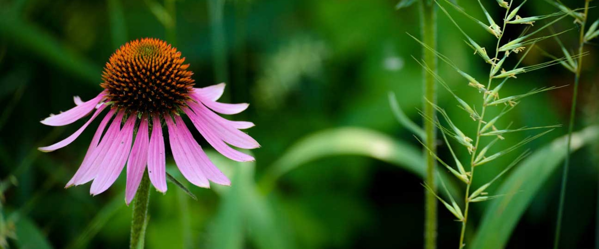 The Power of Echinacea: An Expert's Perspective