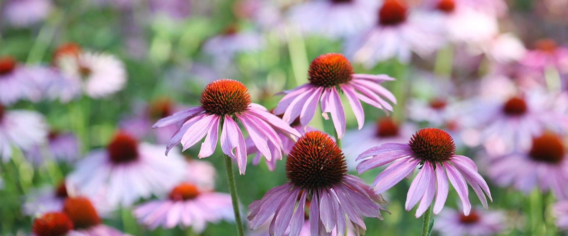 The Ultimate Guide to Echinacea Dosage for Women