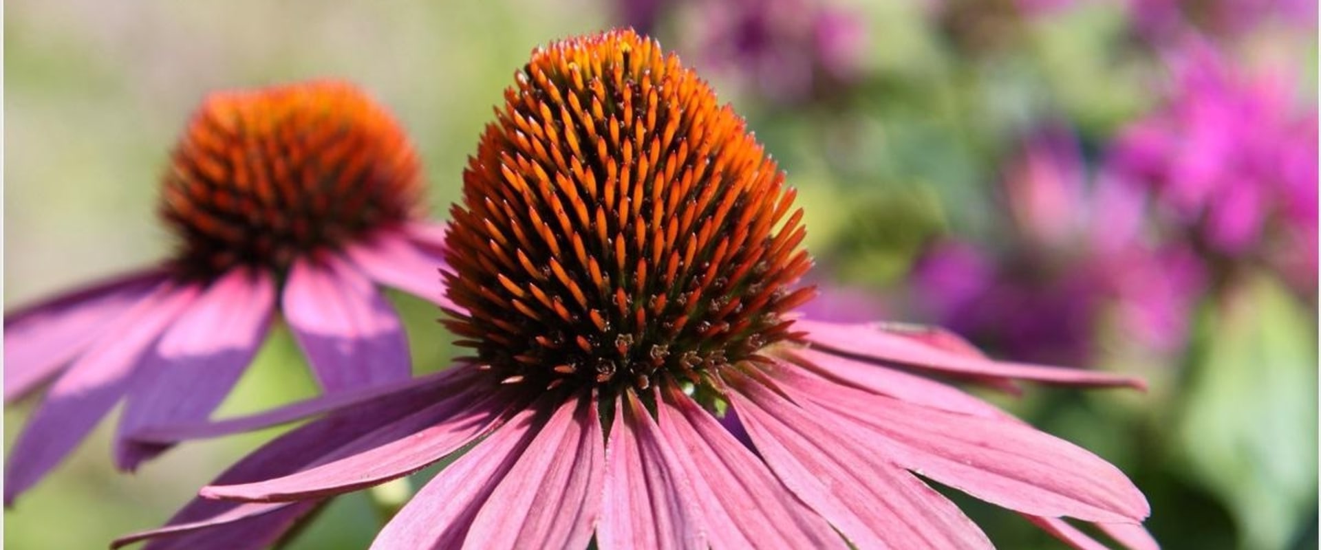 The Power of Echinacea: A Natural Remedy for Bacterial Infections