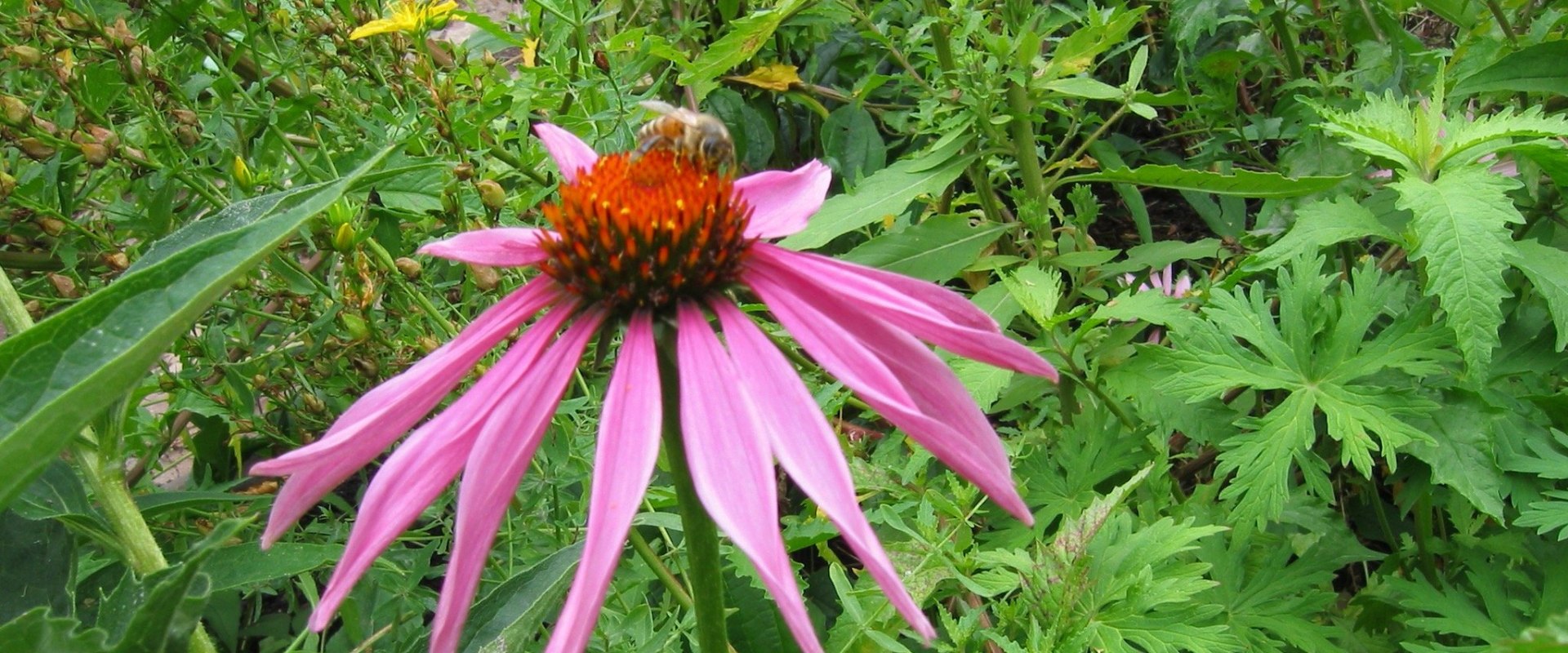 The Truth About Long-Term Use of Echinacea