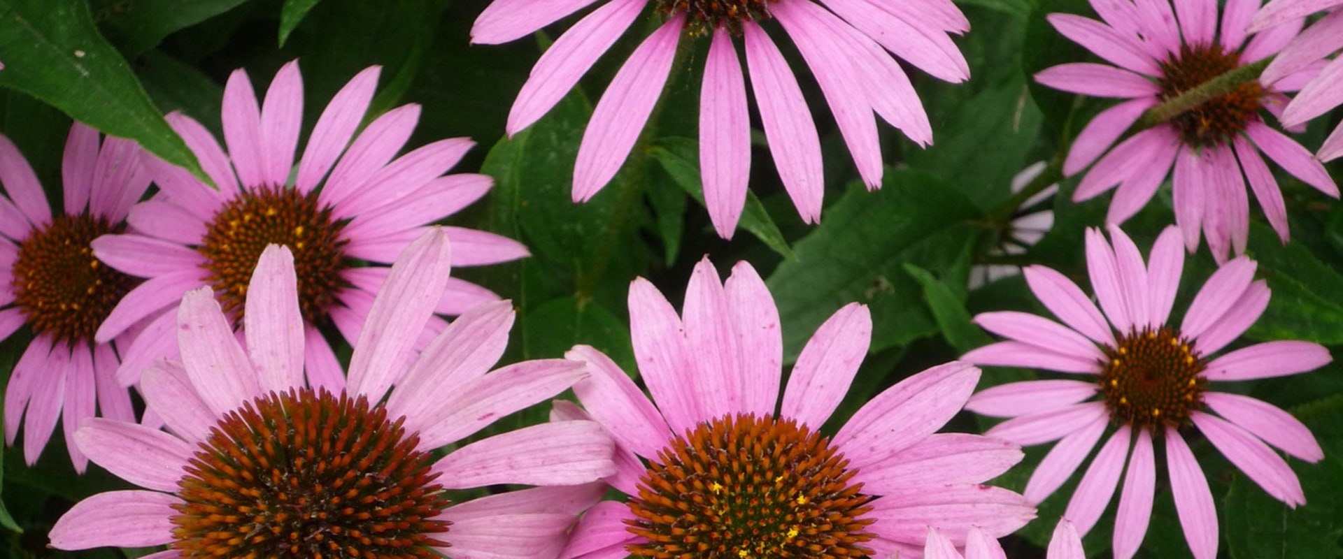 The Power of Echinacea: A Comprehensive Guide to Medicinal Use